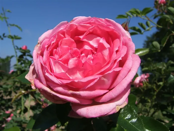 Strauchrose ‚La Rose de Molinard‘