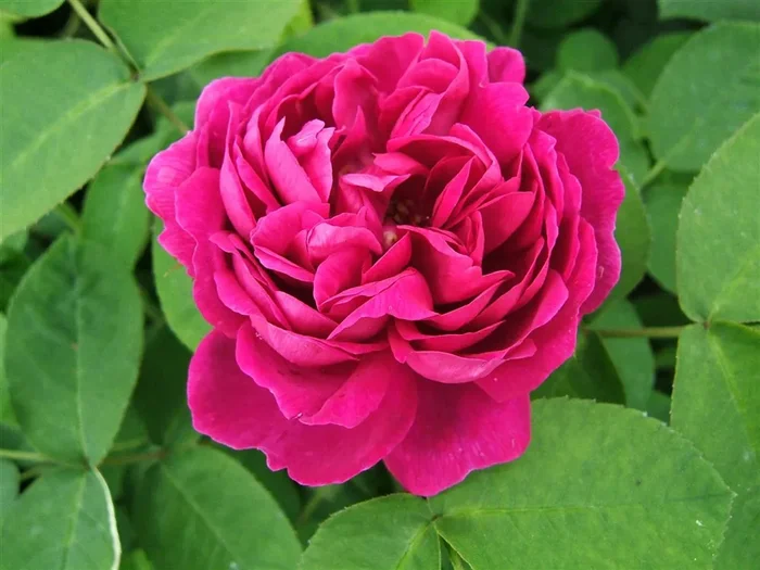 Strauchrose ‚Rose de Resht‘