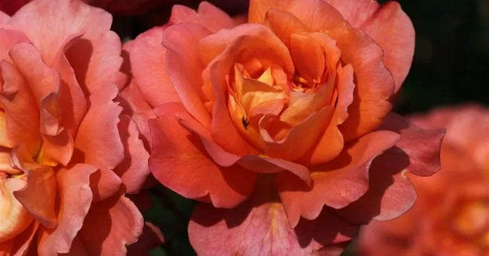 Strauchrose ‚Westerland’®