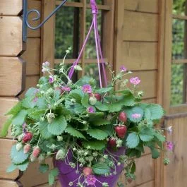 Strawberry Summer Breeze White 9 cm pot