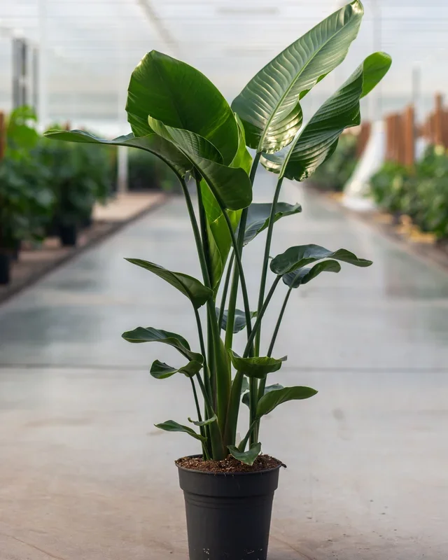 Strelitzia nicolaï 120-140 cm