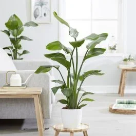 Strelitzia Nicolai 17 cm topf