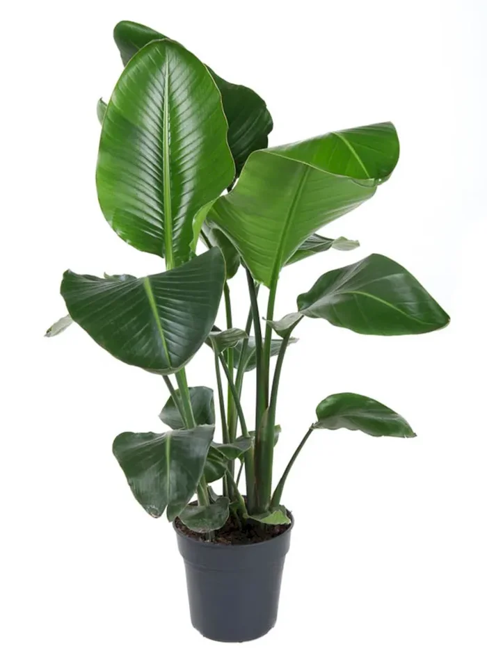 Strelitzia nicolai – Baumstrelitzie