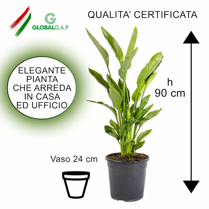 Strelizia Reginae pot 24 fleur orange