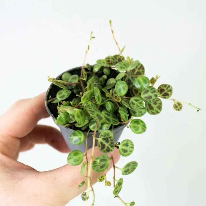 String of Turtles (Peperomia Prostrata) – Babypflanze