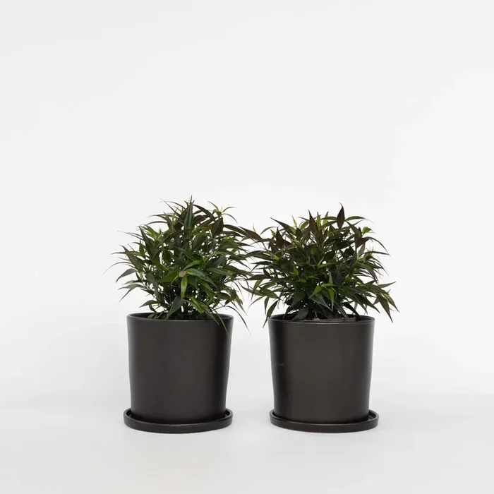 Strobilanthes ‚Brunetthy‘ – Set of 2