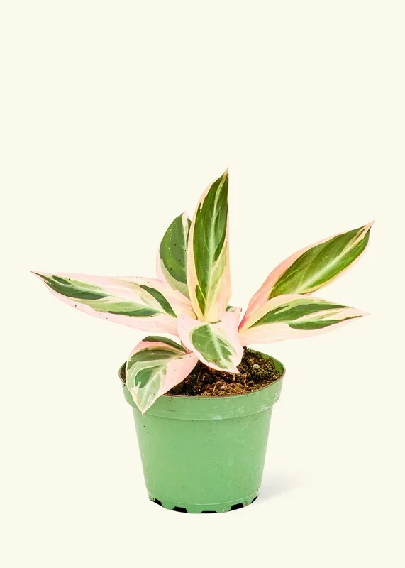 Stromanthe ‚Triostar‘, Small