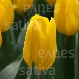 Strong Gold – Triumph Tulpe
