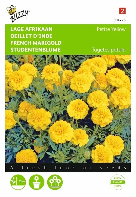 Studentenblume ‚Petite Yellow‘