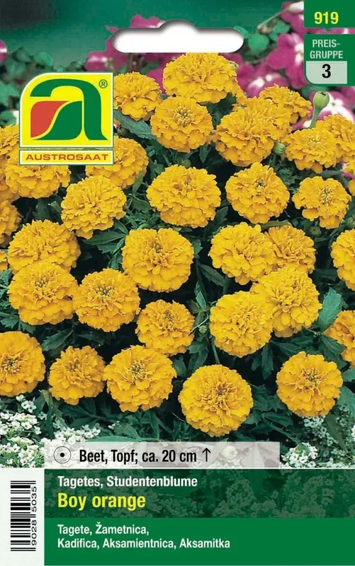 Studentenblume Boy Orange [MHD 12/2024]