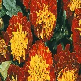 Studentenblume Harmony Boy Saatgut