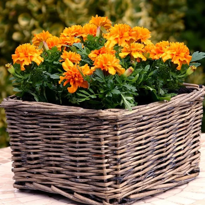 Studentenblume orange x 3 Saatgut