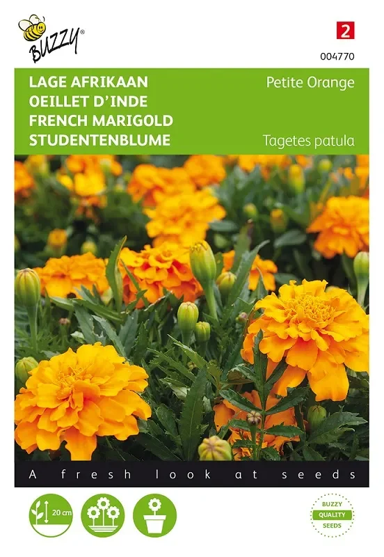 Studentenblume-Samen ‚Petite Orange‘