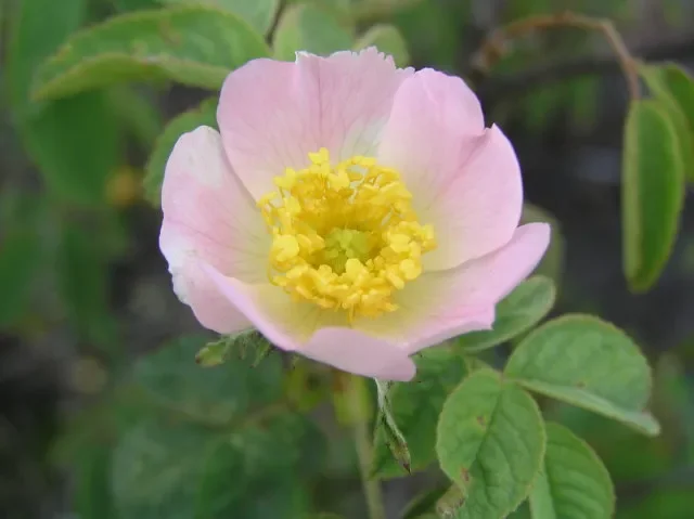 Stumpfblättrige Rose (Rosa obtusifolia)