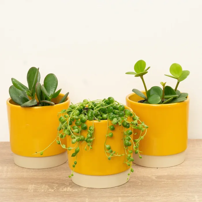 Succa For You | Plant Bundle