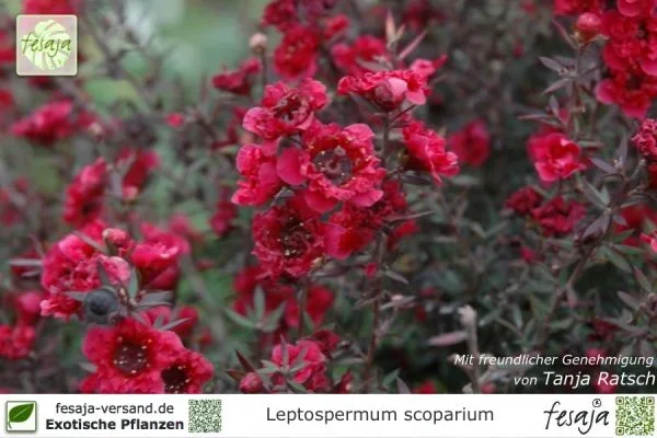 Südseemyrte rot, Leptospermum scoparium, Pflanze