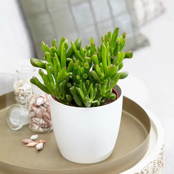 Sukkulente Geldbaum Crassula ‚Hobbit‘