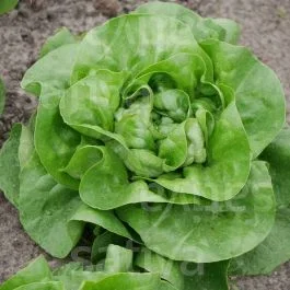 Summertime – Kopfsalat Freiland