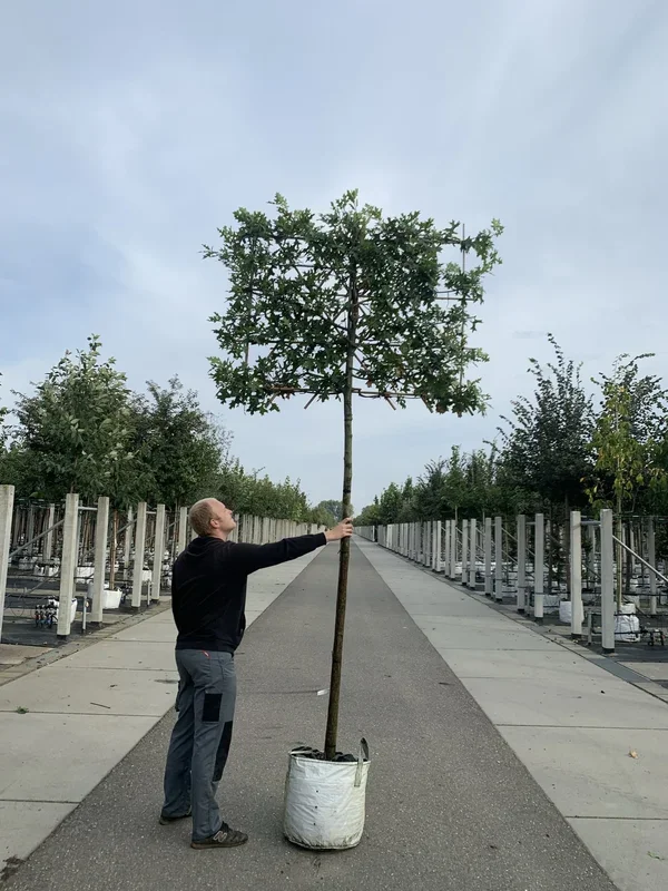 Sumpf-Eiche – Spalierbaum
