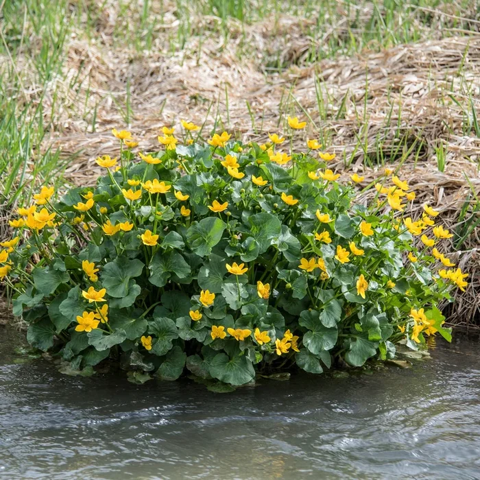 Sumpfdotterblume – Wasser-Ringelblume