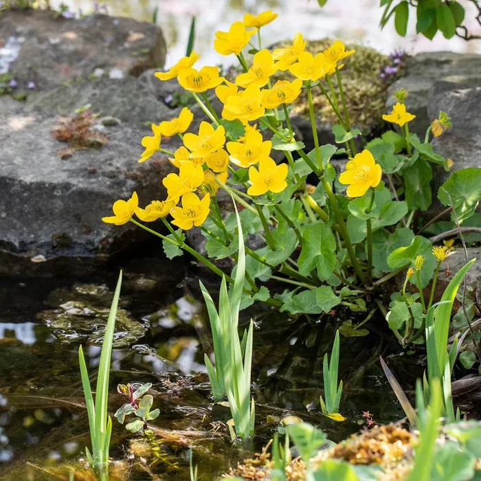 Sumpfdotterblume