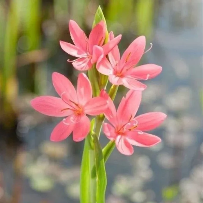 Sumpfgladiole ‚Mrs Hegarty‘