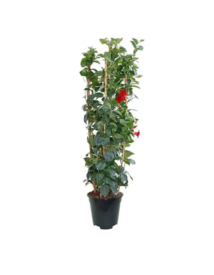 Sundeville Pyramide in Vase 17 cm