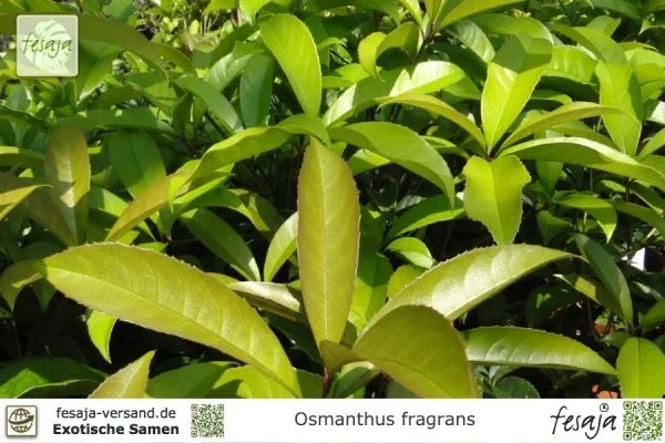 Süße Duftblüte, Osmanthus fragrans