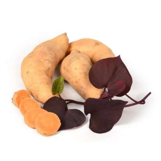 SüßkartoffelKaukuraPflanze