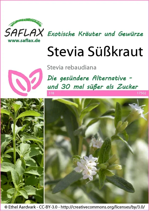 Süßkraut Stevia