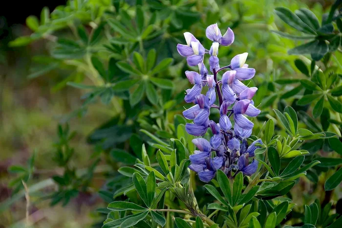 Süßlupine Probor, blau