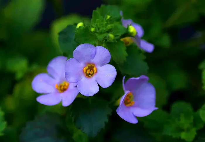 Sutera diffusus – Bacopa, Schneeflöckchen flieder