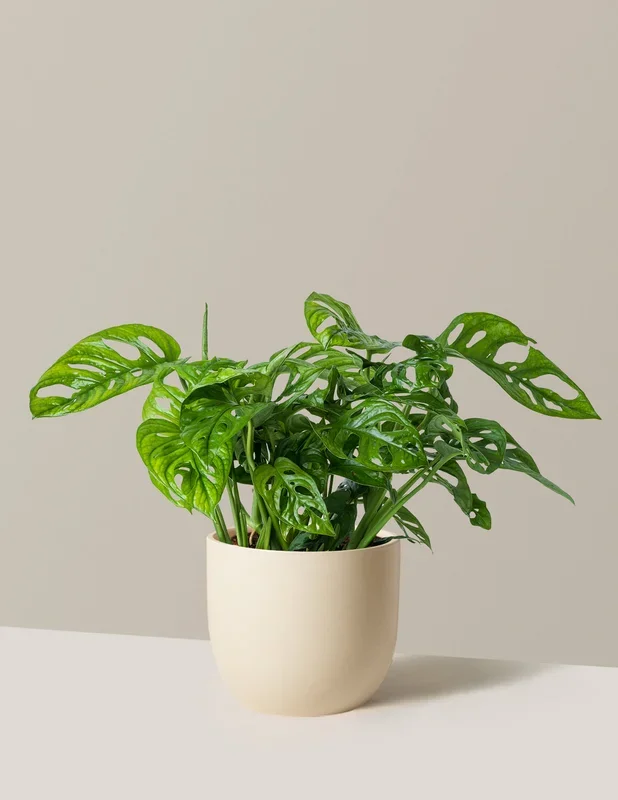 Swiss Cheese Plant
