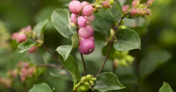 Symphoricarpos ‚Magical Sweet‘