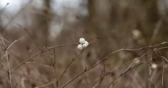 Symphoricarpos albus${2}