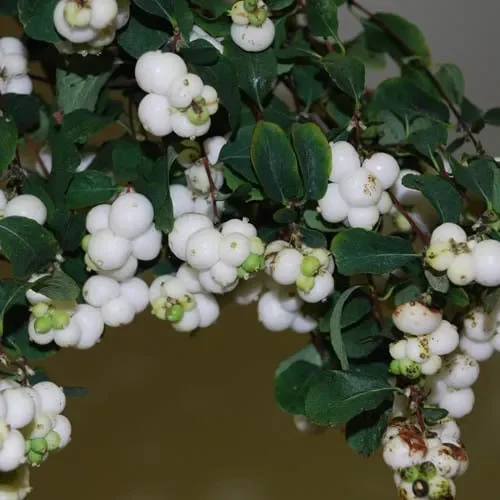 Symphoricarpos Albus