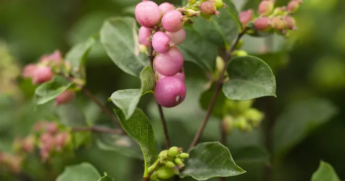 Symphoricarpos x doorenbosii${2}