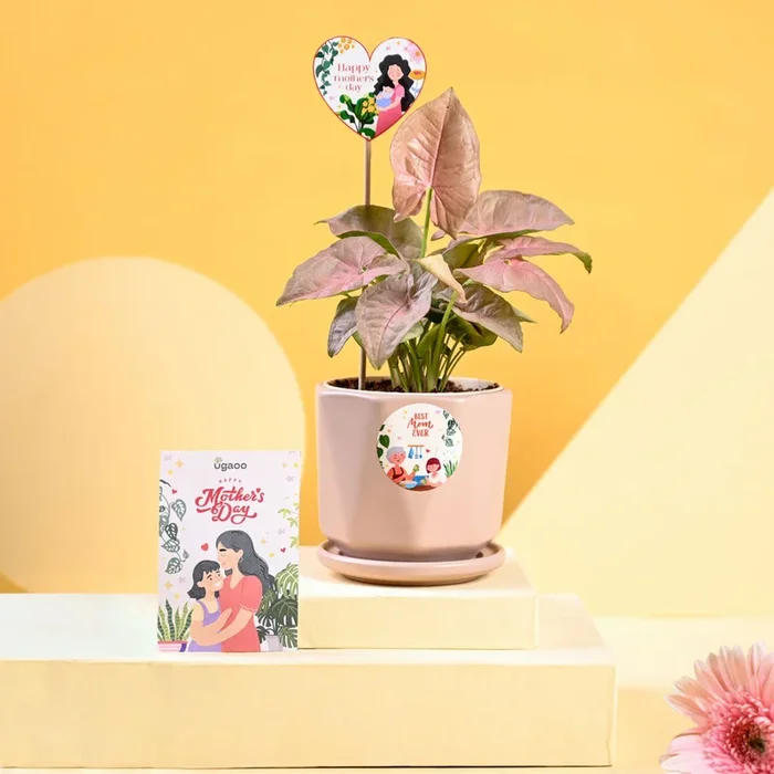 Syngonium Pink For Mother’s Day Gifting