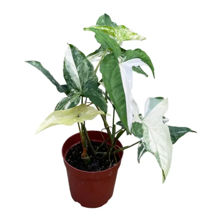 Syngonium podophyllum ‚Albo Variegated‘ (0.35m)