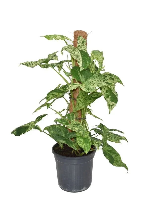 Syngonium Podophyllum Mottled