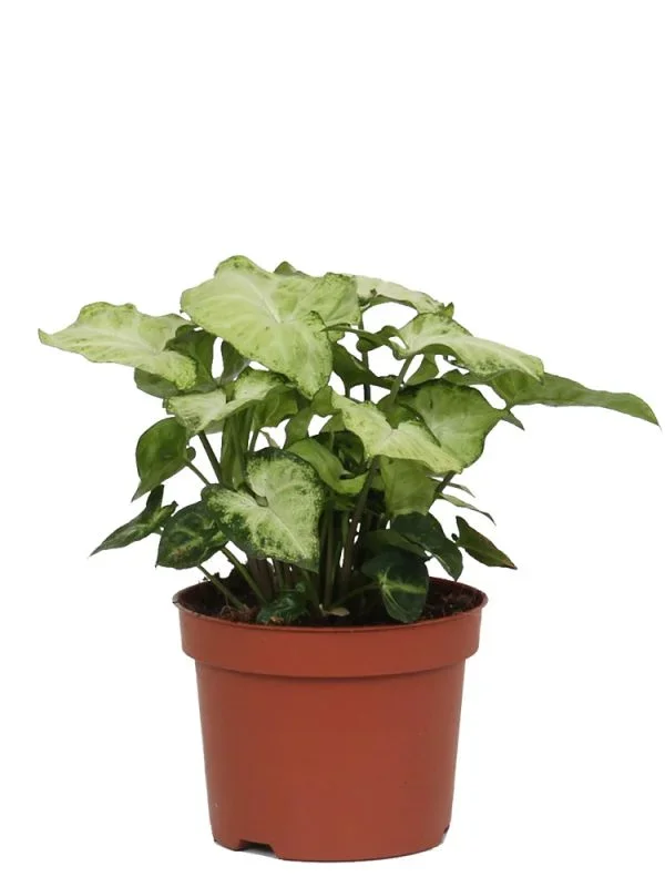 Syngonium Podophyllum White Butterfly