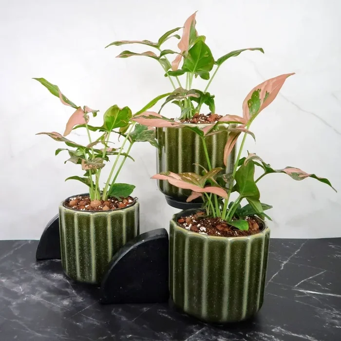 SYNGONIUM RED SPOT