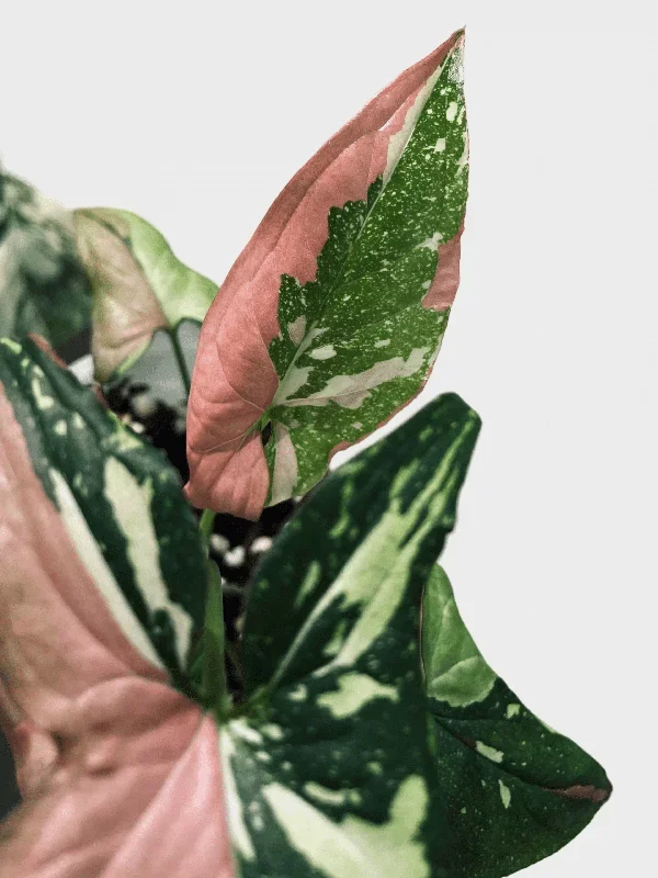 Syngonium Red Spot Tricolor M