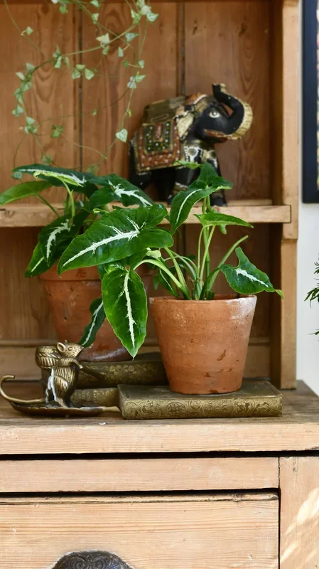 Syngonium Wendandii