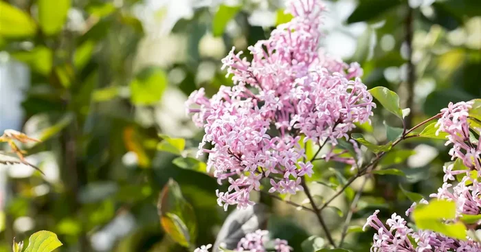 Syringa Bloomerang -R- ‚Dark Purple‘