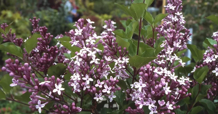 Syringa meyeri ‚Palibin‘