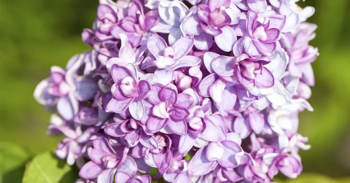 Syringa vulg.’Nadezhda‘