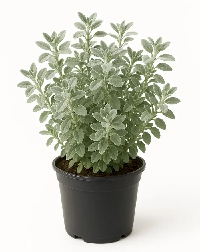Syrischer Oregano ‚Zatar‘, Origanum syriacum