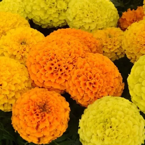 Tagetes Erecta Mix