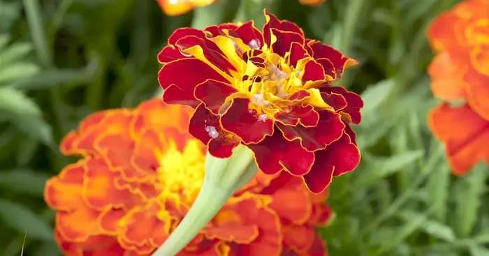 Tagetes patula nana